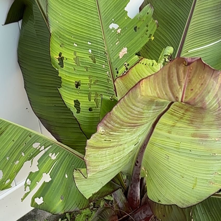 Photo of the plant species Ethiopian Banana by @PunchyKale45 named Bodhi on Greg, the plant care app