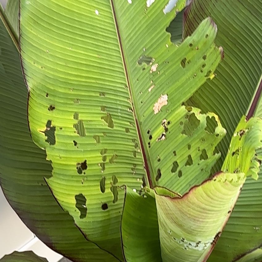 Photo of the plant species Ethiopian Banana by @PunchyKale45 named Treeyoncé on Greg, the plant care app
