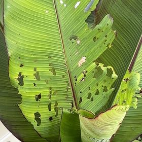 Photo of the plant species Ethiopian Banana by @PunchyKale45 named Gates on Greg, the plant care app