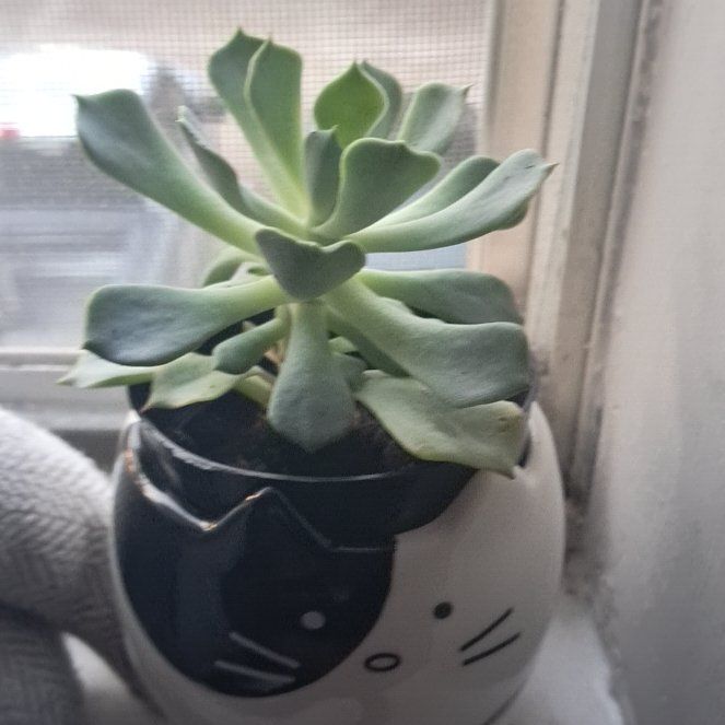 Photo of the plant species Echeveria 'Allegra' by @WholeEndive6 named Willow on Greg, the plant care app