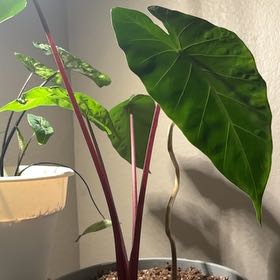 Photo of the plant species Alocasia 'Imperial Red' by @SuppleBetel77 named Queenie on Greg, the plant care app