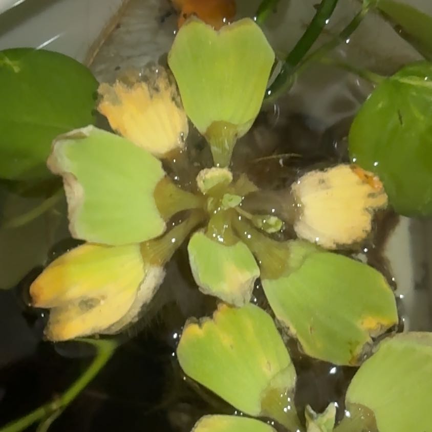 Photo of the plant species Water Lettuce by @PrizeVetiver41 named Zeus on Greg, the plant care app
