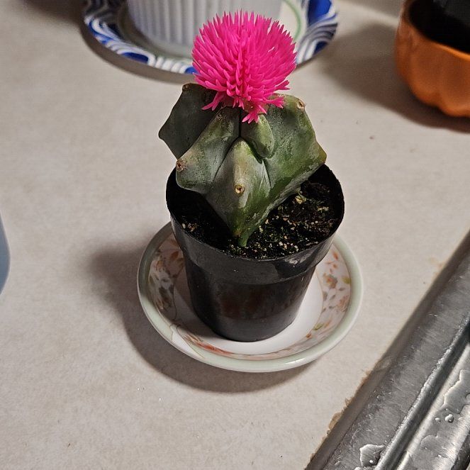 Photo of the plant species Cactus by @TrueRedpepers50 named Figyonce on Greg, the plant care app