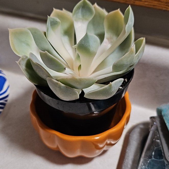 Photo of the plant species Echeveria 'Grande Cinza' by @TrueRedpepers50 named Winston on Greg, the plant care app