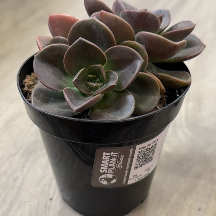 Photo of the plant species Succulent by @ElaborateBuroak named Beckham on Greg, the plant care app