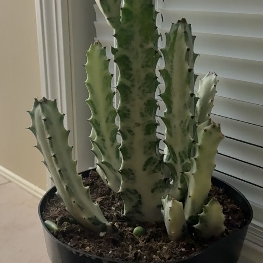 Photo of the plant species White Ghost Cactus by @TopPersia12 named Apollo on Greg, the plant care app