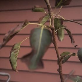 Photo of the plant species Common Pear by @UppermostTomato named Navajo on Greg, the plant care app