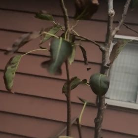 Photo of the plant species Common Pear by @UppermostTomato named Michelle Branch on Greg, the plant care app