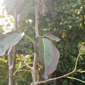 Photo of the plant species Bradford Pear by @UppermostTomato named Marilyn on Greg, the plant care app