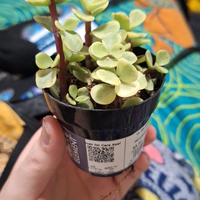Photo of the plant species Elephant Bush Lilliput by @AvidJubaea44 named Kobe on Greg, the plant care app