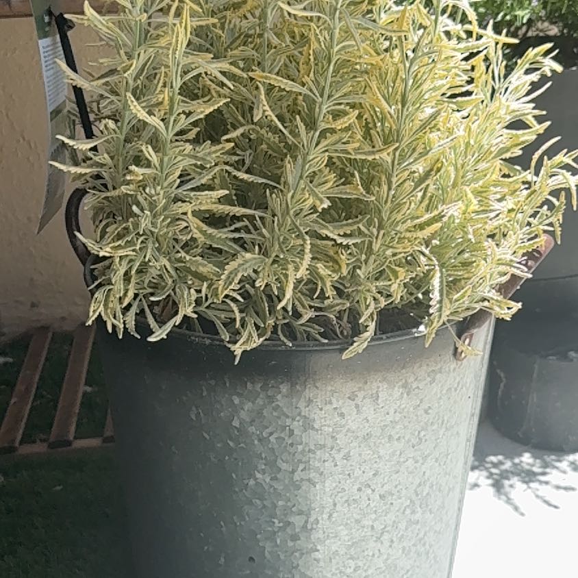 Photo of the plant species Lavender Mint Julep by @AvidDodder16 named Delilah on Greg, the plant care app