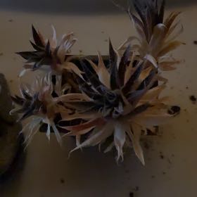 Photo of the plant species Cornflower by @YesBeans64 named Keanu Leaves on Greg, the plant care app
