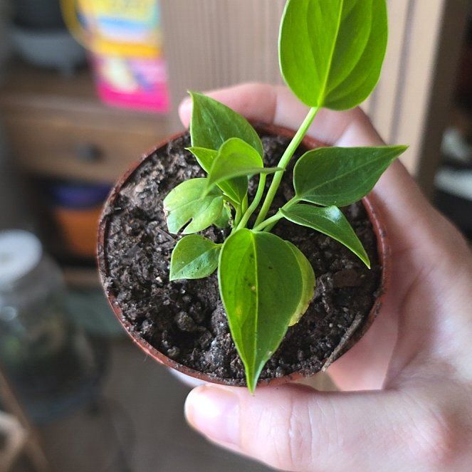 Photo of the plant species Vetchii by @LikelyGrass47 named Delilah on Greg, the plant care app