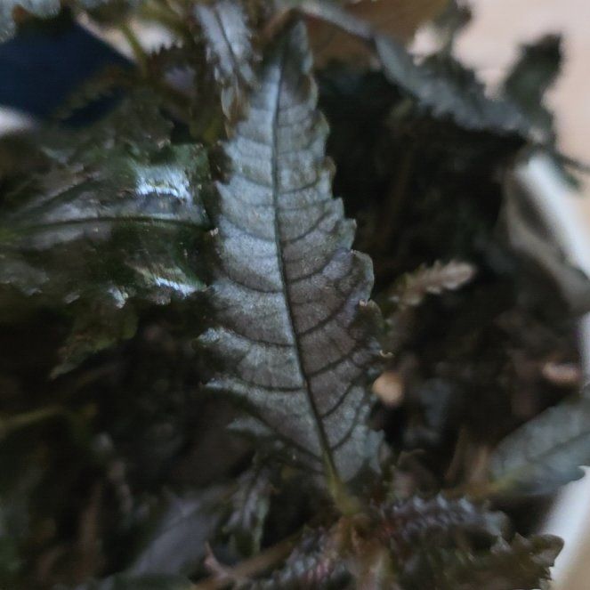 Photo of the plant species Pilea 'Black Mystery' by @LikelyGrass47 named Xena on Greg, the plant care app