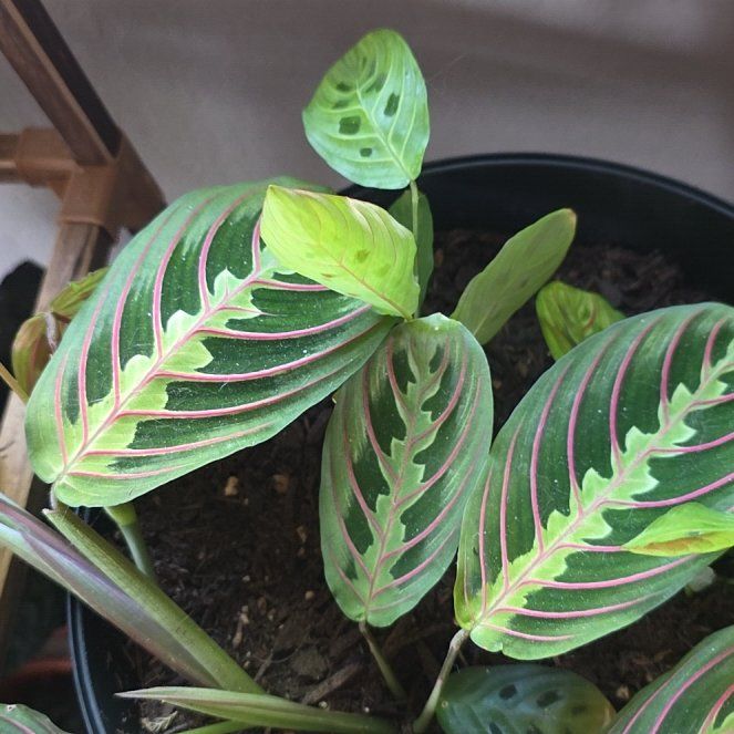 Photo of the plant species Red prayer plant by @LikelyGrass47 named Clooney on Greg, the plant care app