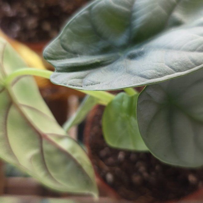 Photo of the plant species Alocasia Silver Dragon by @LikelyGrass47 named Gomez on Greg, the plant care app