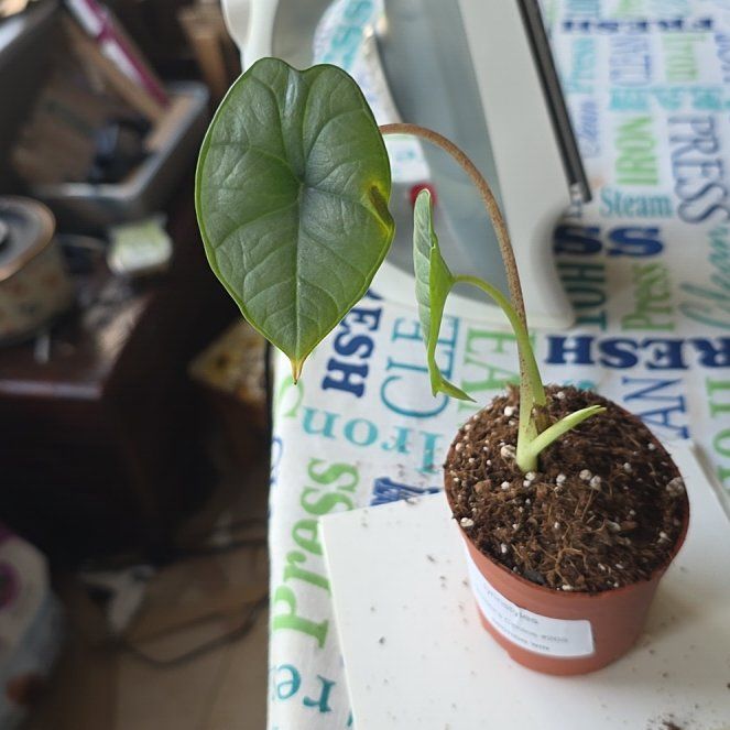 Photo of the plant species Alocasia Platinum by @LikelyGrass47 named Marley on Greg, the plant care app