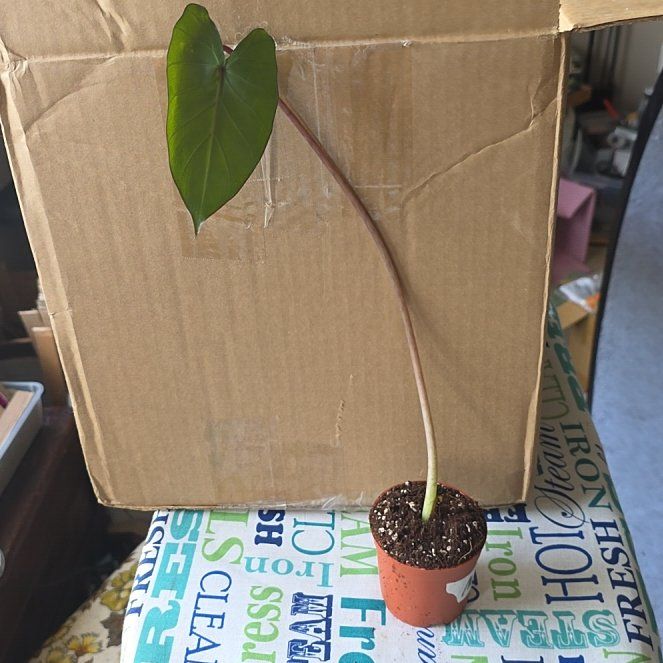 Photo of the plant species Alocasia Metalhead by @LikelyGrass47 named Oscar on Greg, the plant care app