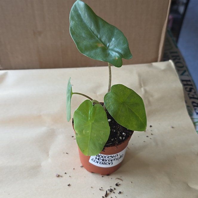 Photo of the plant species Alocasia Corazon by @LikelyGrass47 named Ulysses S Plant on Greg, the plant care app