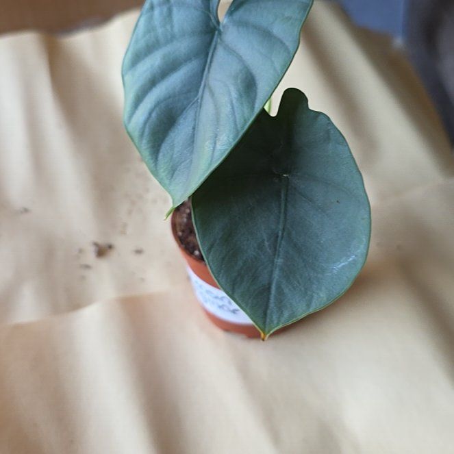 Photo of the plant species Alocasia Reginae by @LikelyGrass47 named Keanu Leaves on Greg, the plant care app