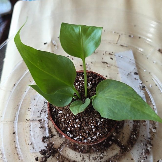 Photo of the plant species Anthurium 'Big Red Bird' by @LikelyGrass47 named Morgan Treeman on Greg, the plant care app