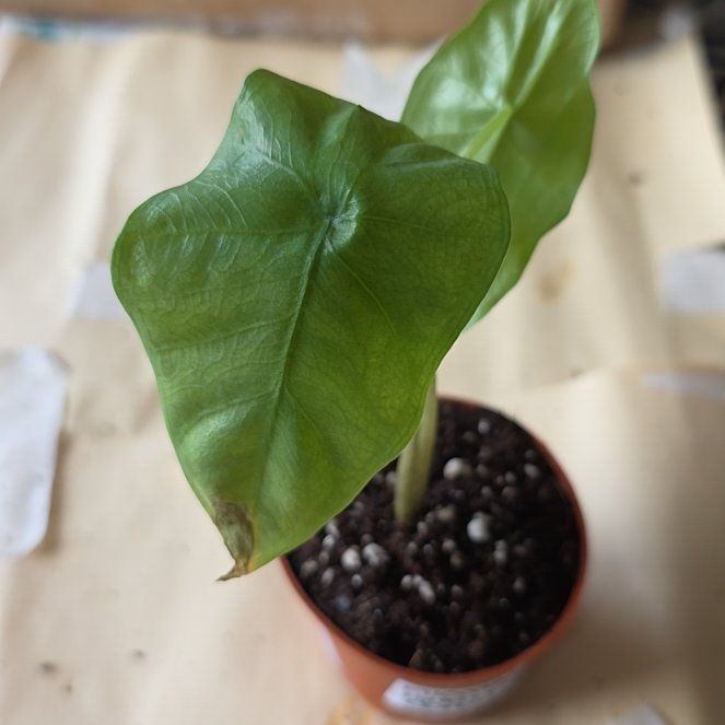 Photo of the plant species Alocasia Corazon by @LikelyGrass47 named Kylie on Greg, the plant care app