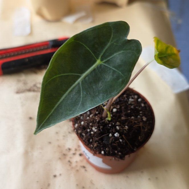 Photo of the plant species Dragons Tooth by @LikelyGrass47 named Ronaldo on Greg, the plant care app