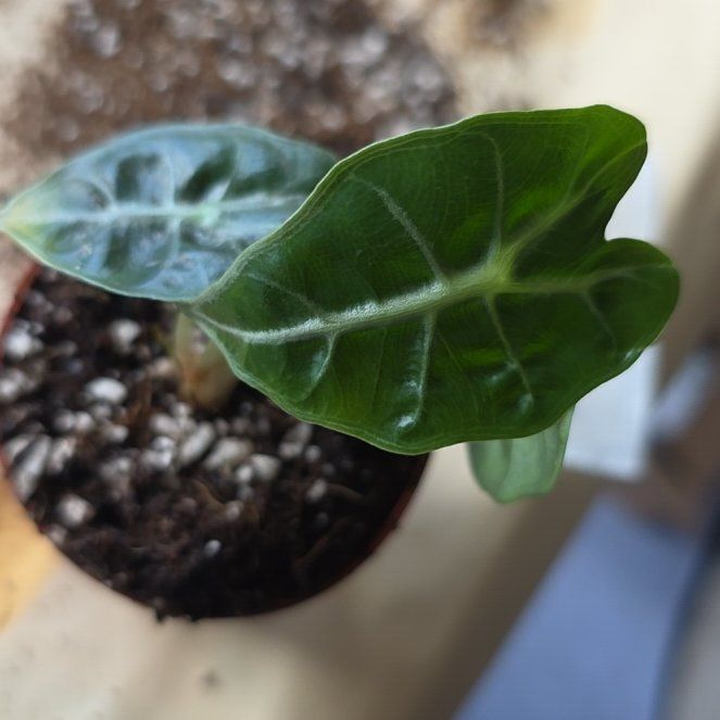 Photo of the plant species Alocasia 'Mandalay' by @LikelyGrass47 named Baesil on Greg, the plant care app