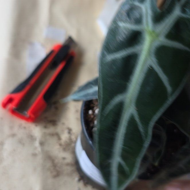 Photo of the plant species bambino arrow plant by @LikelyGrass47 named Prince on Greg, the plant care app