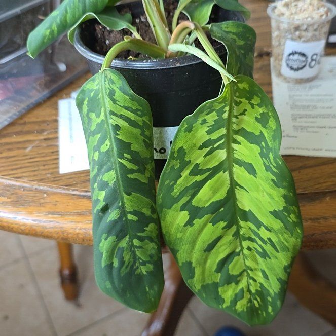 Photo of the plant species Camouflage plant by @LikelyGrass47 named Nithin on Greg, the plant care app