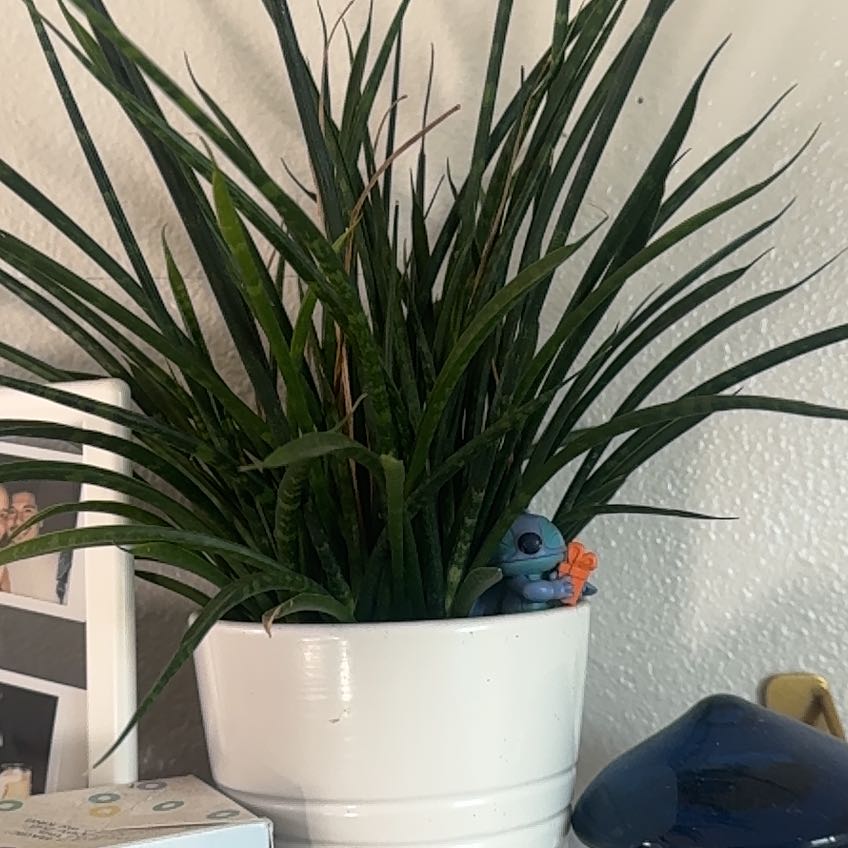 Photo of the plant species Sansevieria bacularis by @ExactIcecaps63 named Spike on Greg, the plant care app