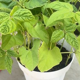 Photo of the plant species Rattlesnake Bean by @ExactIcecaps63 named Madonna on Greg, the plant care app