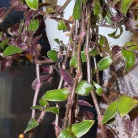 Photo of the plant species Baby Bunny Bellies by @JazzyJade87 named Cleopatra on Greg, the plant care app