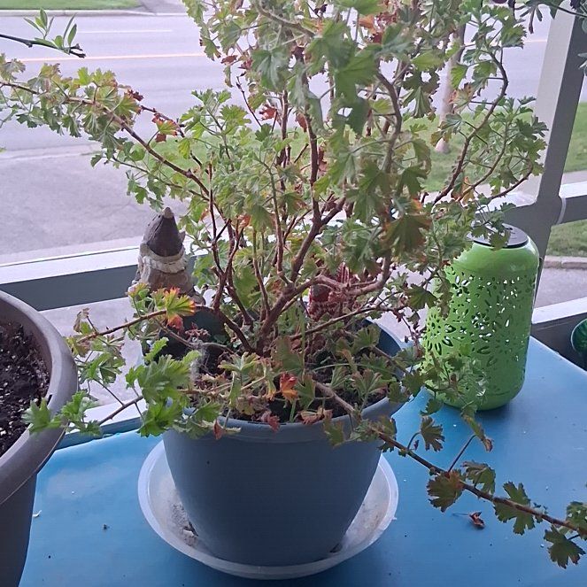Photo of the plant species Alpine Rose by @VibrantWoodruff named Queen on Greg, the plant care app