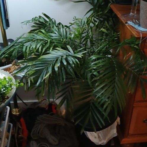 Photo of the plant species Majesty Palm by @LeadSarcodes92 named Gomez on Greg, the plant care app