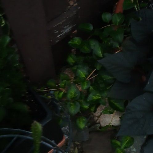 Photo of the plant species Vinca Vine Variegated by @LeadSarcodes92 named Sherlock on Greg, the plant care app