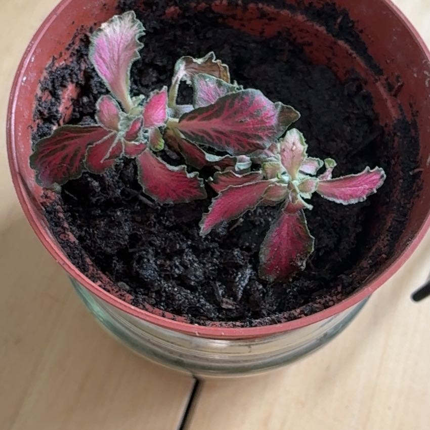 Photo of the plant species Pink Wave Nerve Plant by @VipPinkball5 named Lebron on Greg, the plant care app