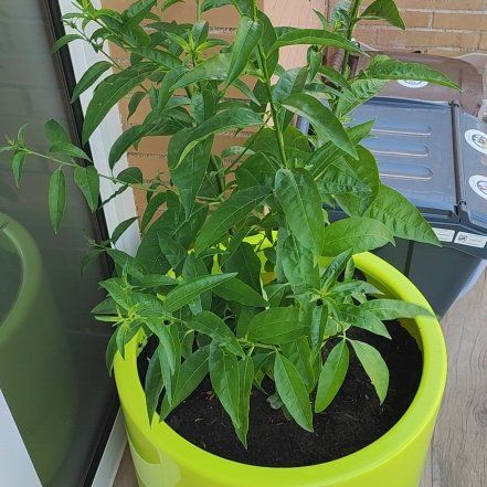 Photo of the plant species Cestrum Nocturnum by @DeanLancefern62 named Fernie Mercury on Greg, the plant care app