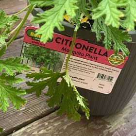 Photo of the plant species Citronella (anti-mosquito plant) by @QueenBluebean32 named Demi on Greg, the plant care app