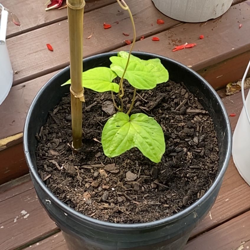 Photo of the plant species Tropical White Morning Glory by @QueenBluebean32 named Winston on Greg, the plant care app