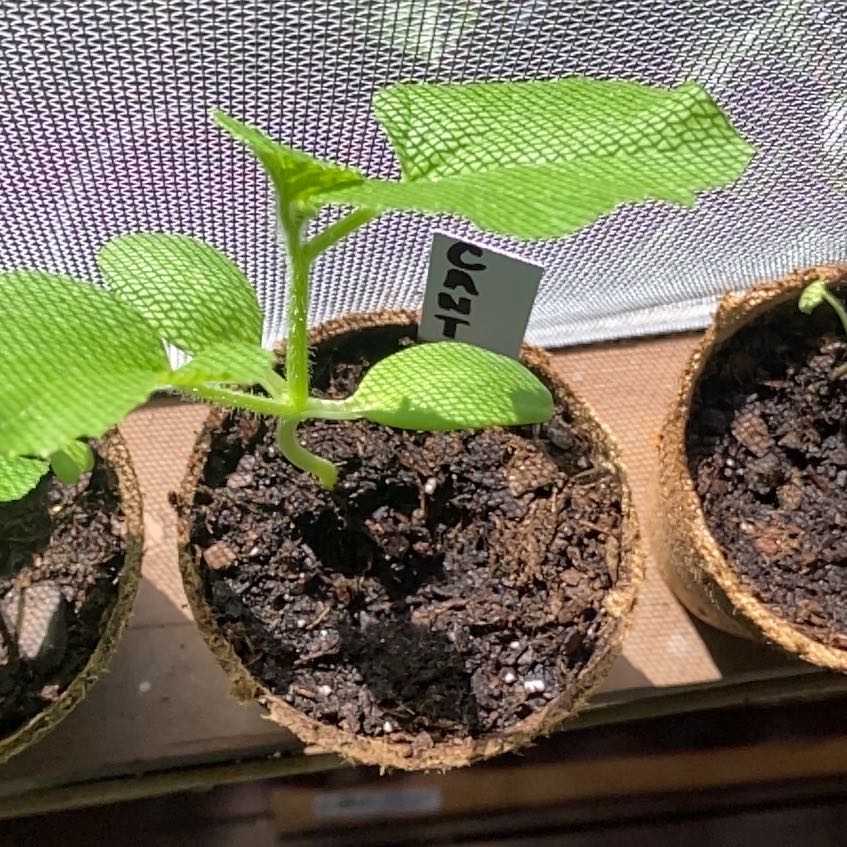 Photo of the plant species Cantaloupe by @QueenBluebean32 named Robert Plant on Greg, the plant care app