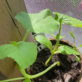 Photo of the plant species Cantaloupe by @QueenBluebean32 named Rainier on Greg, the plant care app