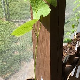 Photo of the plant species Green Beans by @QueenBluebean32 named Khaleesi on Greg, the plant care app