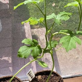 Photo of the plant species Crimson Sweet Watermelon by @QueenBluebean32 named Ronaldo on Greg, the plant care app