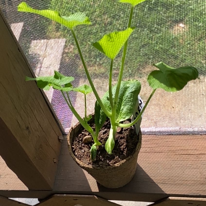 Photo of the plant species Black Beauty Zucchini by @QueenBluebean32 named Apollo on Greg, the plant care app