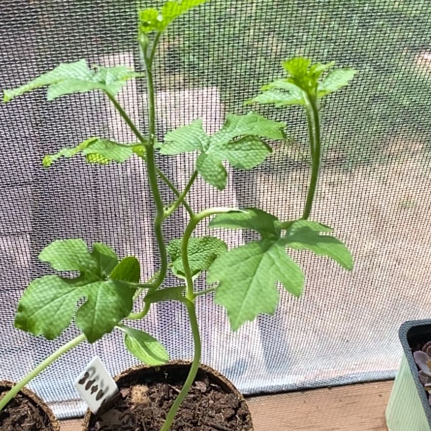 Photo of the plant species Crimson Sweet Watermelon by @QueenBluebean32 named Madonna on Greg, the plant care app