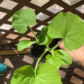 Photo of the plant species Sugar Pie Pumpkin by @QueenBluebean32 named Muhammad Ali on Greg, the plant care app