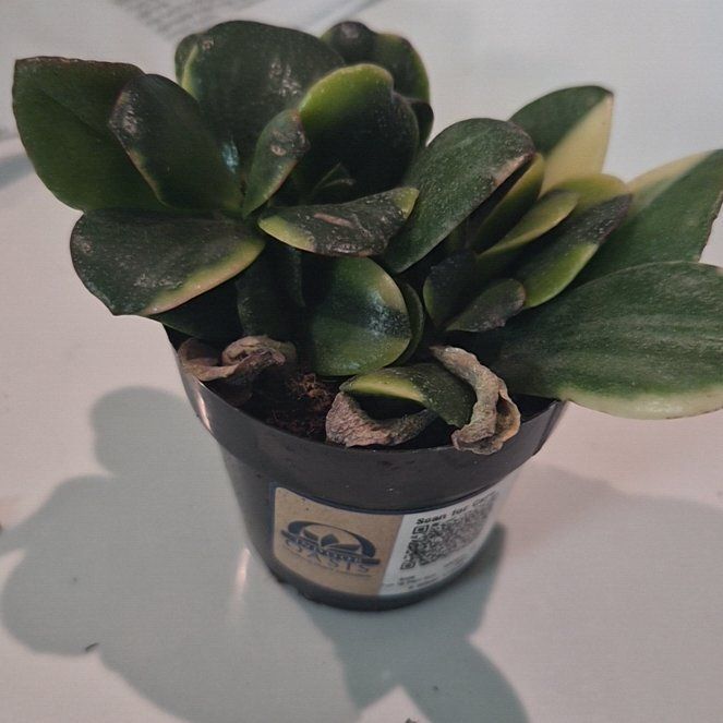 Photo of the plant species Crassula Obliqua by @AngelParsley8 named Remington on Greg, the plant care app