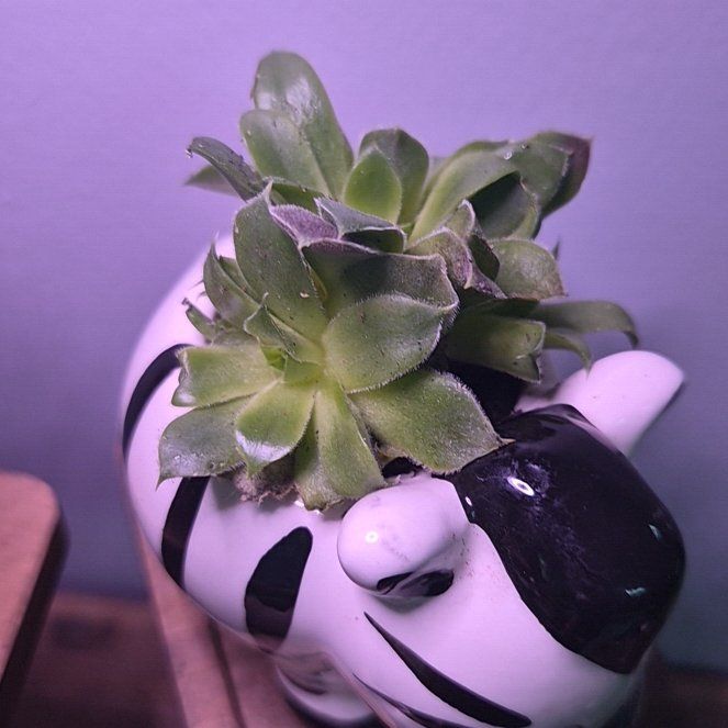 Photo of the plant species Jovibarba by @AngelParsley8 named Baesil on Greg, the plant care app