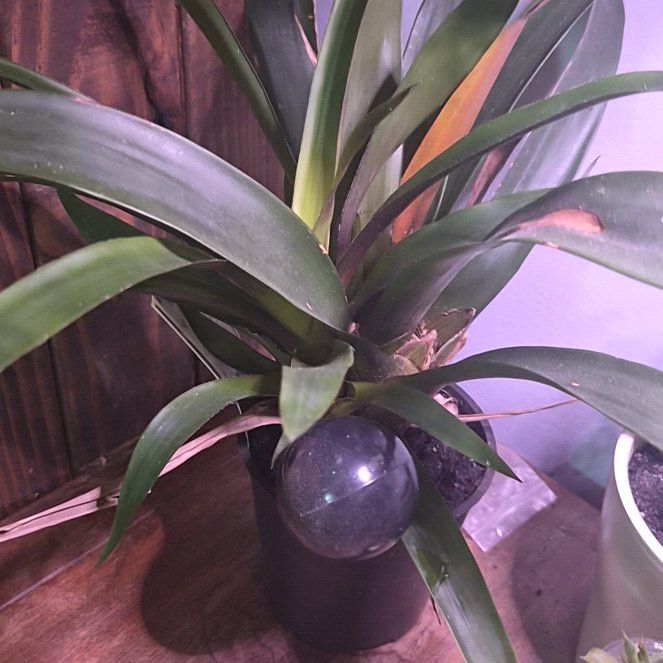 Photo of the plant species Bromeliad by @AngelParsley8 named Muhammad Ali on Greg, the plant care app